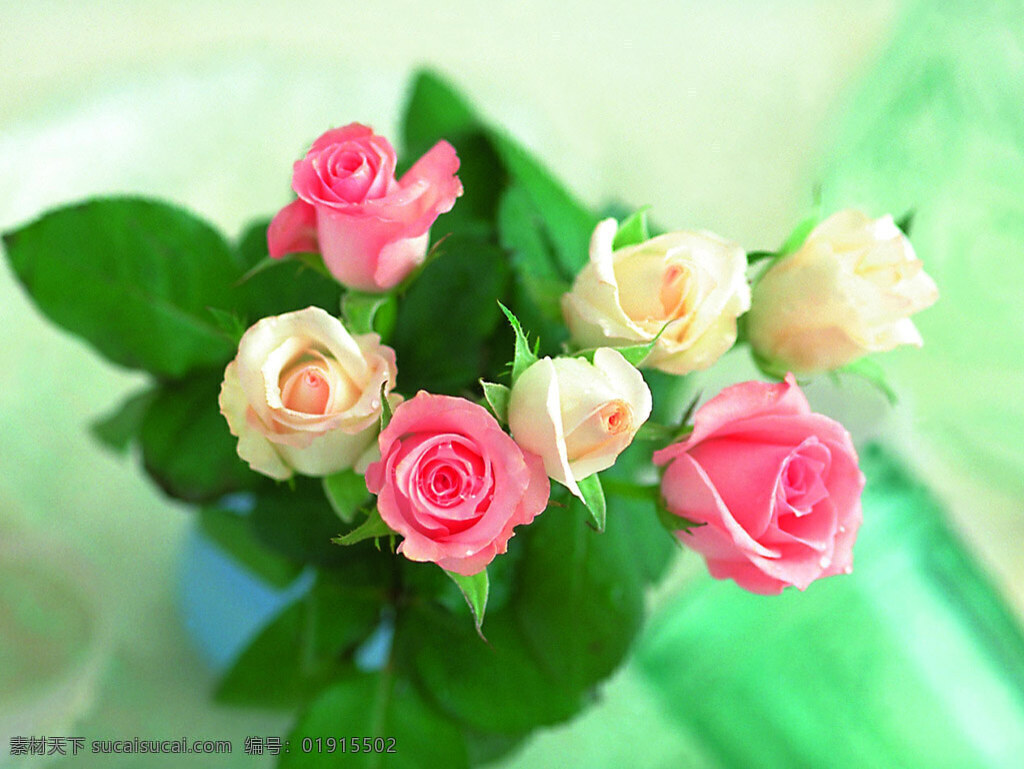 鲜艳 玫瑰 插花 花卉 花朵 花草 鲜花