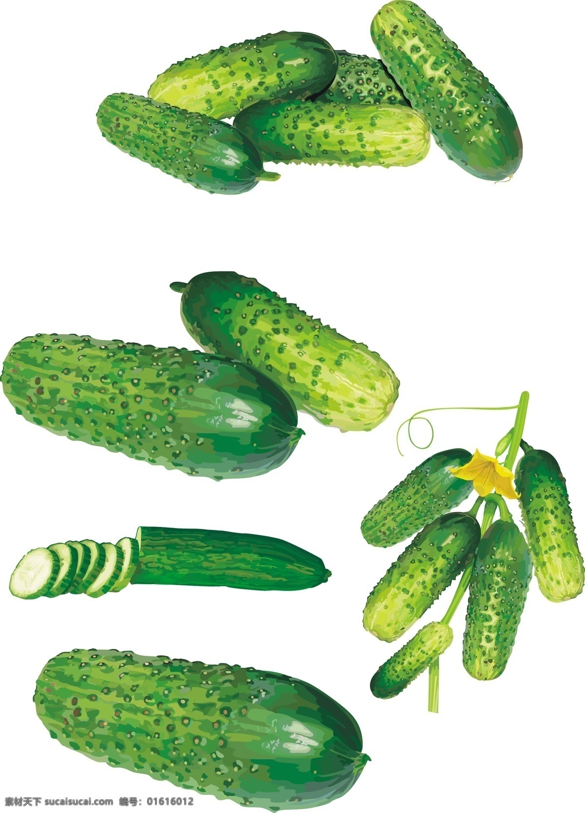 超 写实 黄瓜 矢量 蔬菜 白色