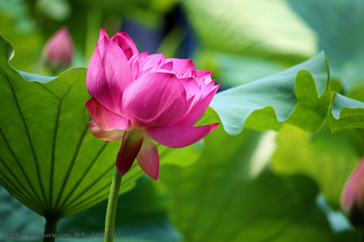高清 鲜艳 粉色 荷花 鲜花 花卉 花朵 花草 花