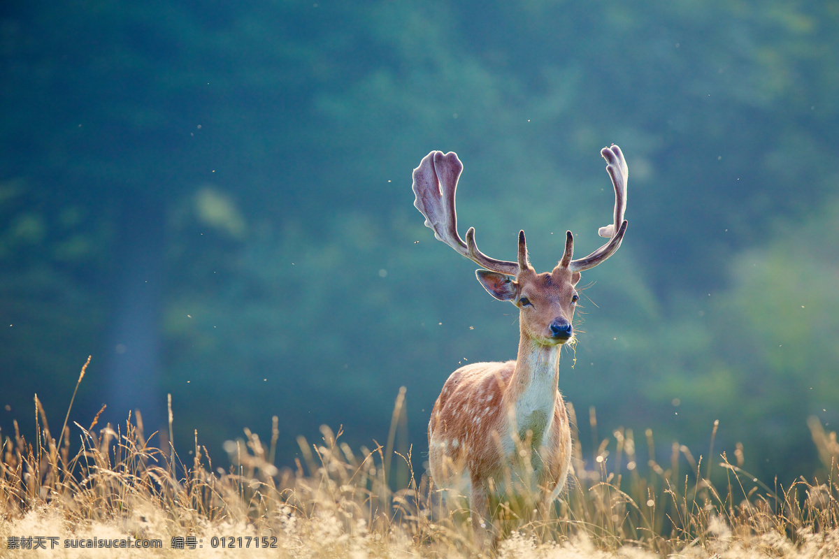 草原上的雄鹿 鹿 雄鹿 枯草 自然 动物 角 麋鹿 成年鹿 青色 天蓝色