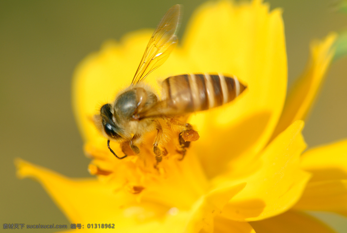 蜜蜂 虫子 春天 昆虫 勤劳 生物世界 微距 采蜜 从化 石门