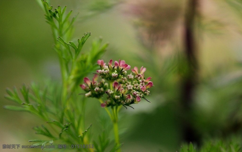 香菜花 芫荽 小花朵 绿叶 花卉 花草 生物世界 微距摄影 原创摄影