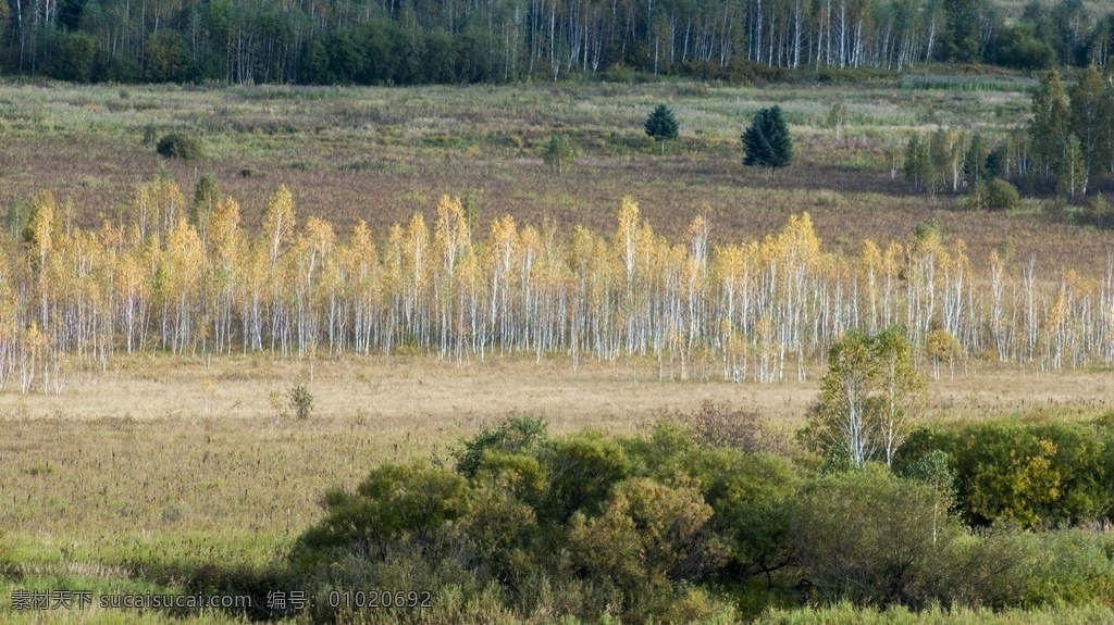 白桦林 湿地白桦林 灌木林 湿地 森林 绿色植被 自然景观 自然风景