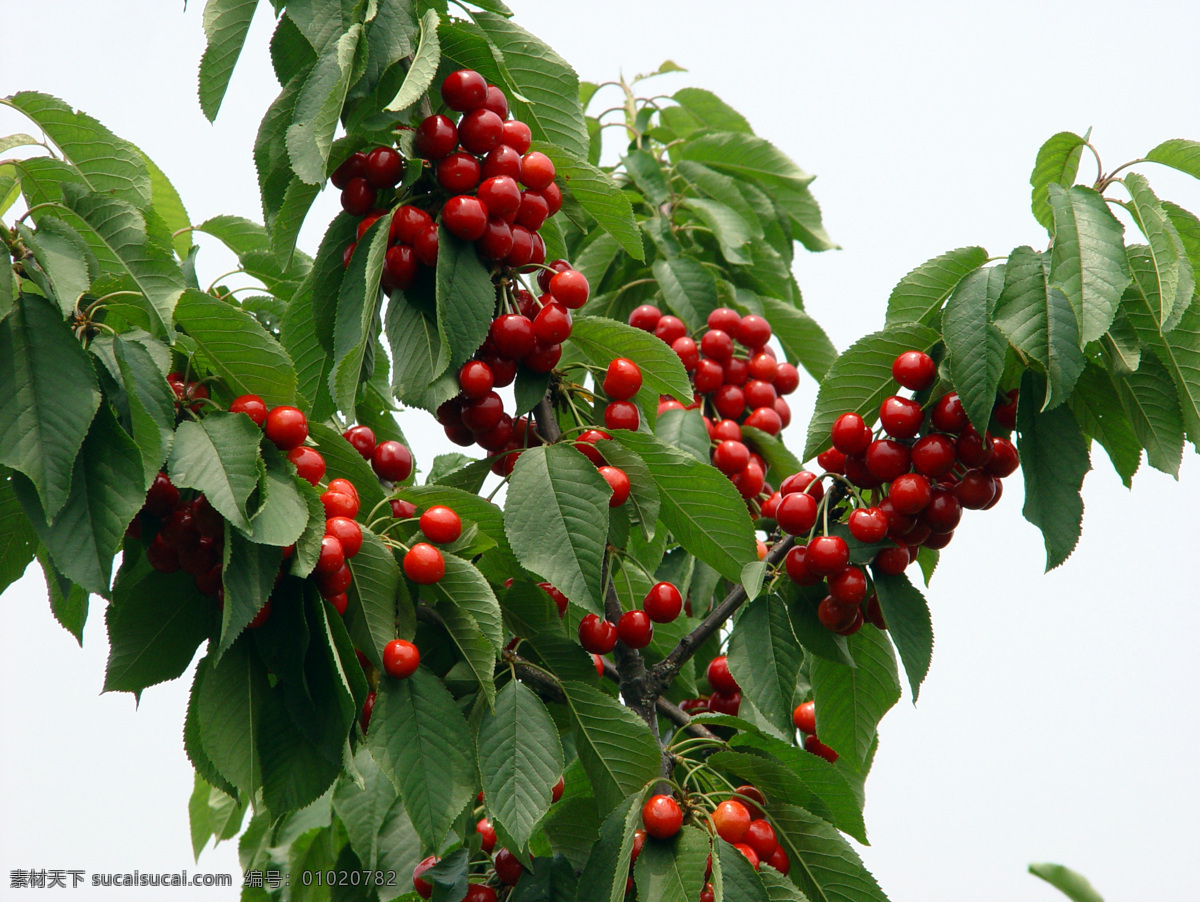 樱桃树 茂盛 葱绿 挂满樱桃 水果 生物世界 摄影图库