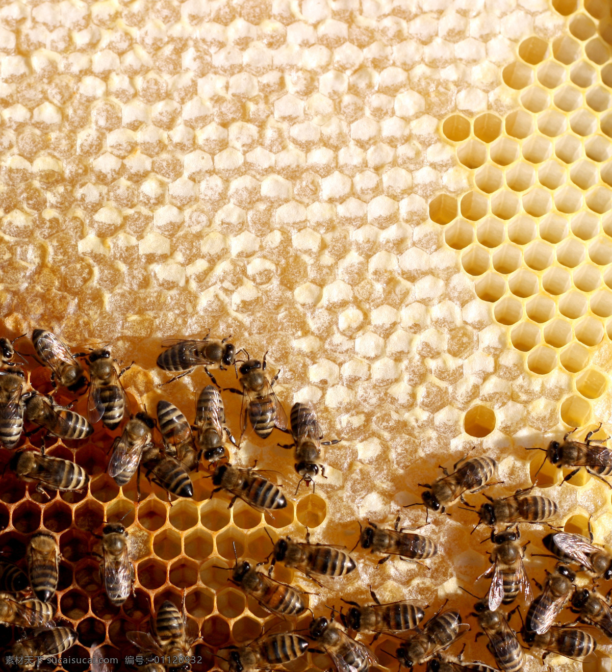 正在 蜂窝 上 忙碌 蜜蜂 蜂巢 蜂蜜 蜂胶 补品 昆虫世界 生物世界