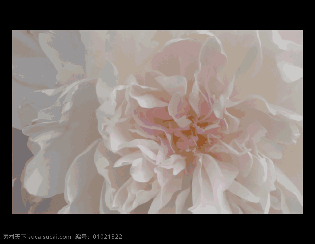 粉红 牡丹 花 花园 植物 自然 在户外 插画集