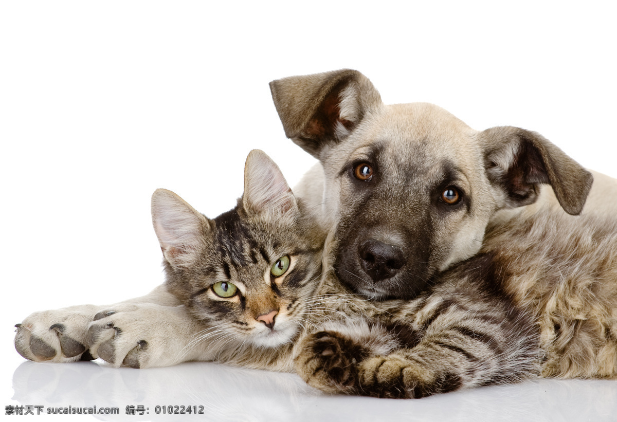 可爱 小猫 小狗 可爱小狗 宠物狗 可爱小猫 猫咪 宠物猫 可爱动物 动物世界 宠物 狗狗图片 生物世界