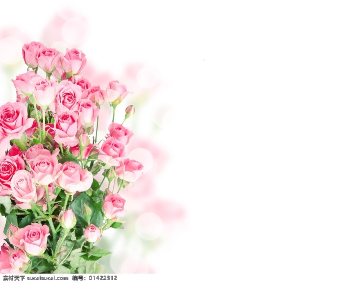 粉色玫瑰背景 粉色 玫瑰 背景 浪漫 底图 花 爱情 底纹边框 背景底纹