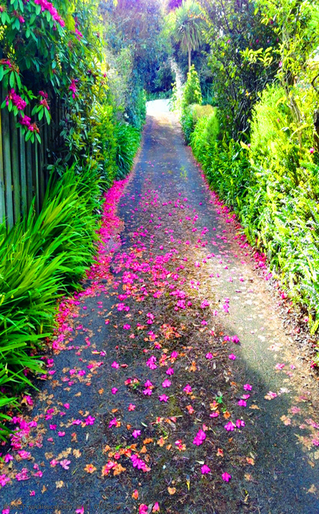 乡间小路 乡村 小路 花瓣 围草 绿树 红花 绿色