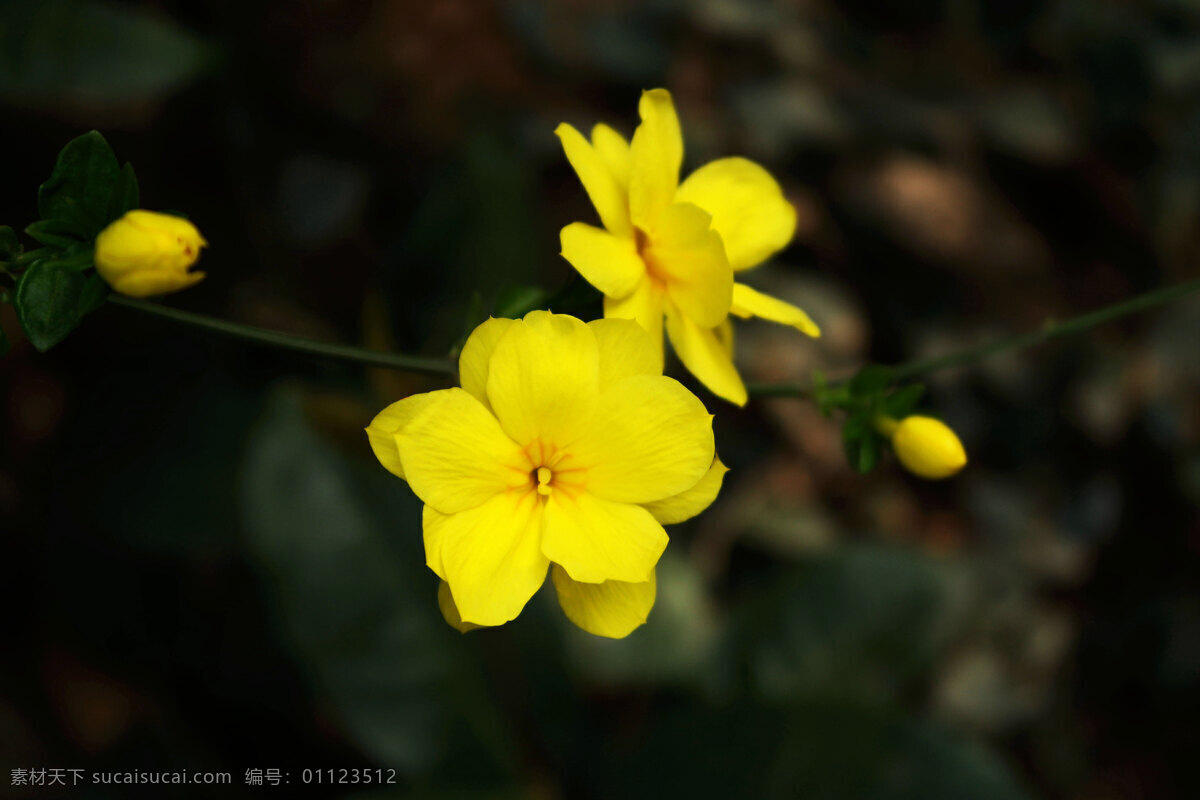 迎春 迎春花 小黄花 金腰带 黄梅 清明花 黄素馨 落叶灌木 园林 园林植物 药用 生物世界 花草
