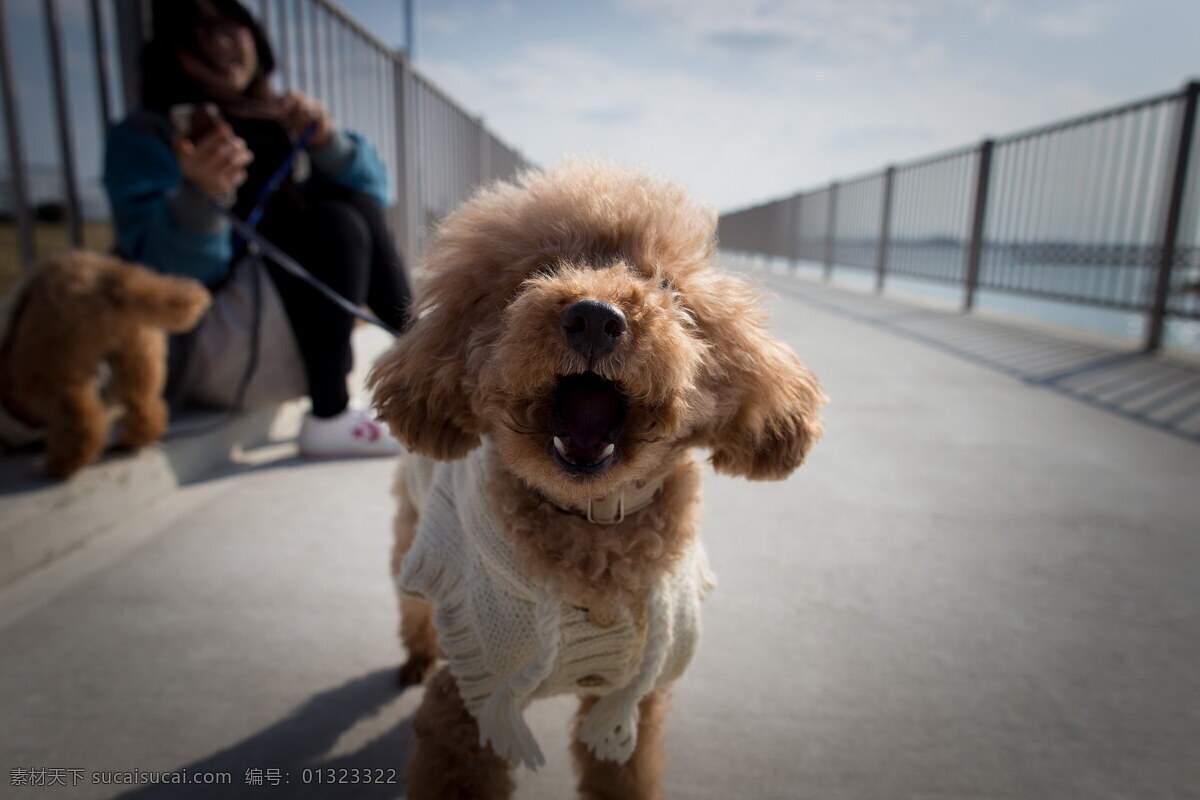 可爱 棕色 贵宾 犬 高清 棕色狗狗 贵宾犬 萌狗狗 萌犬 可爱狗狗