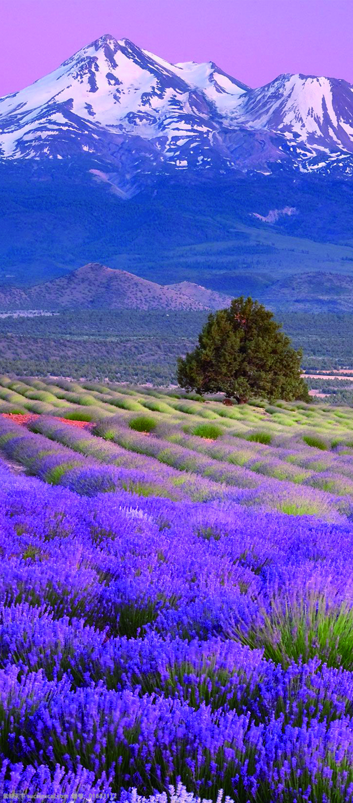 奇幻 香薰灯 薰衣草 背景 图 香薰 香草 展板背景