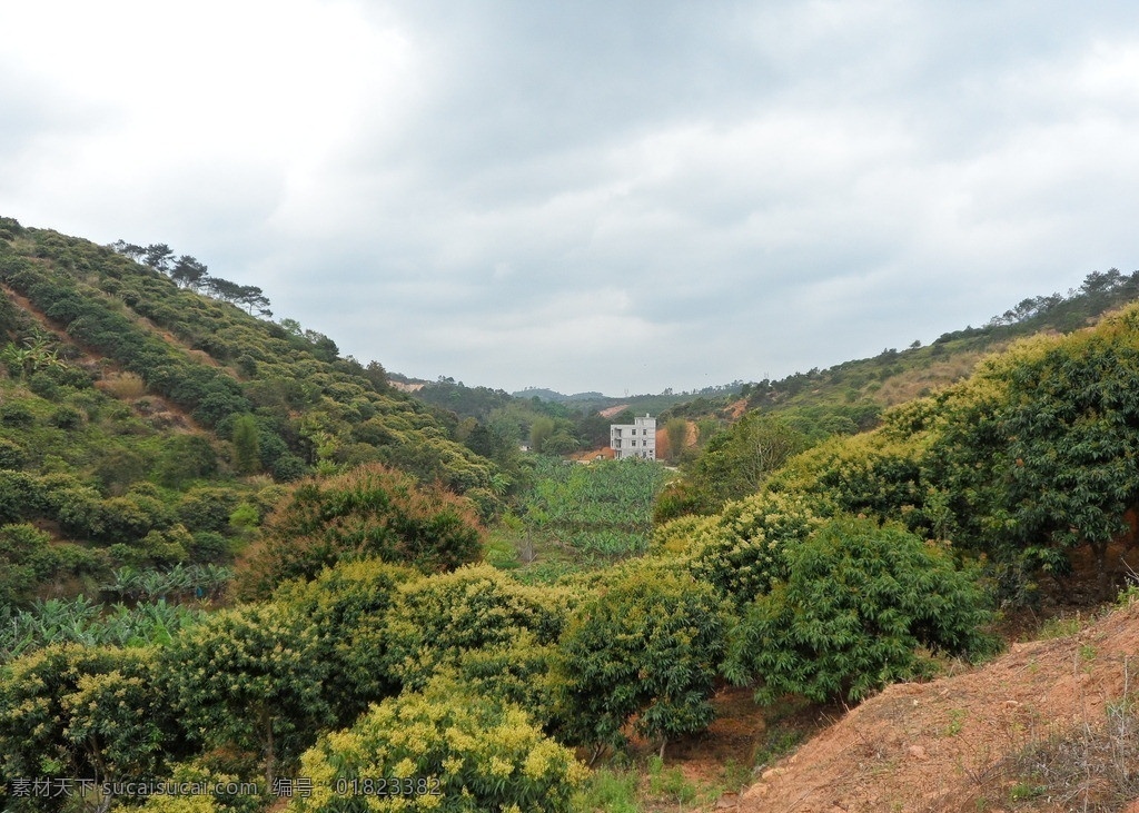 乡村景色 农村 小山 小岭 农田 农作物 荔枝地 自然风景 自然景观