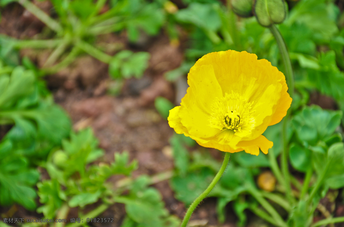 虞美人 花卉 黄色 黄花 花草 生物世界