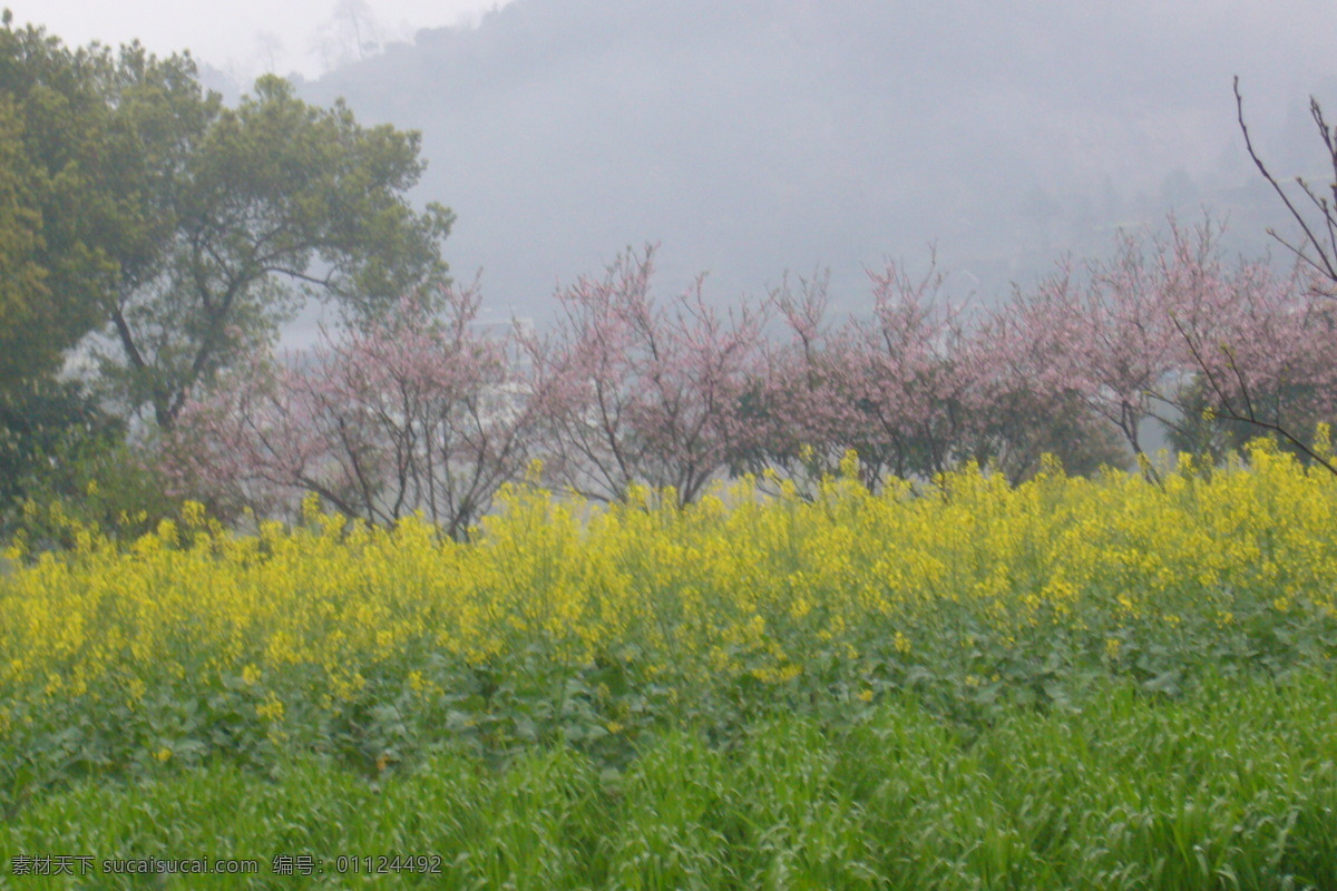 楠溪江油菜花 楠溪江 油菜花 雾蒙蒙 灰色