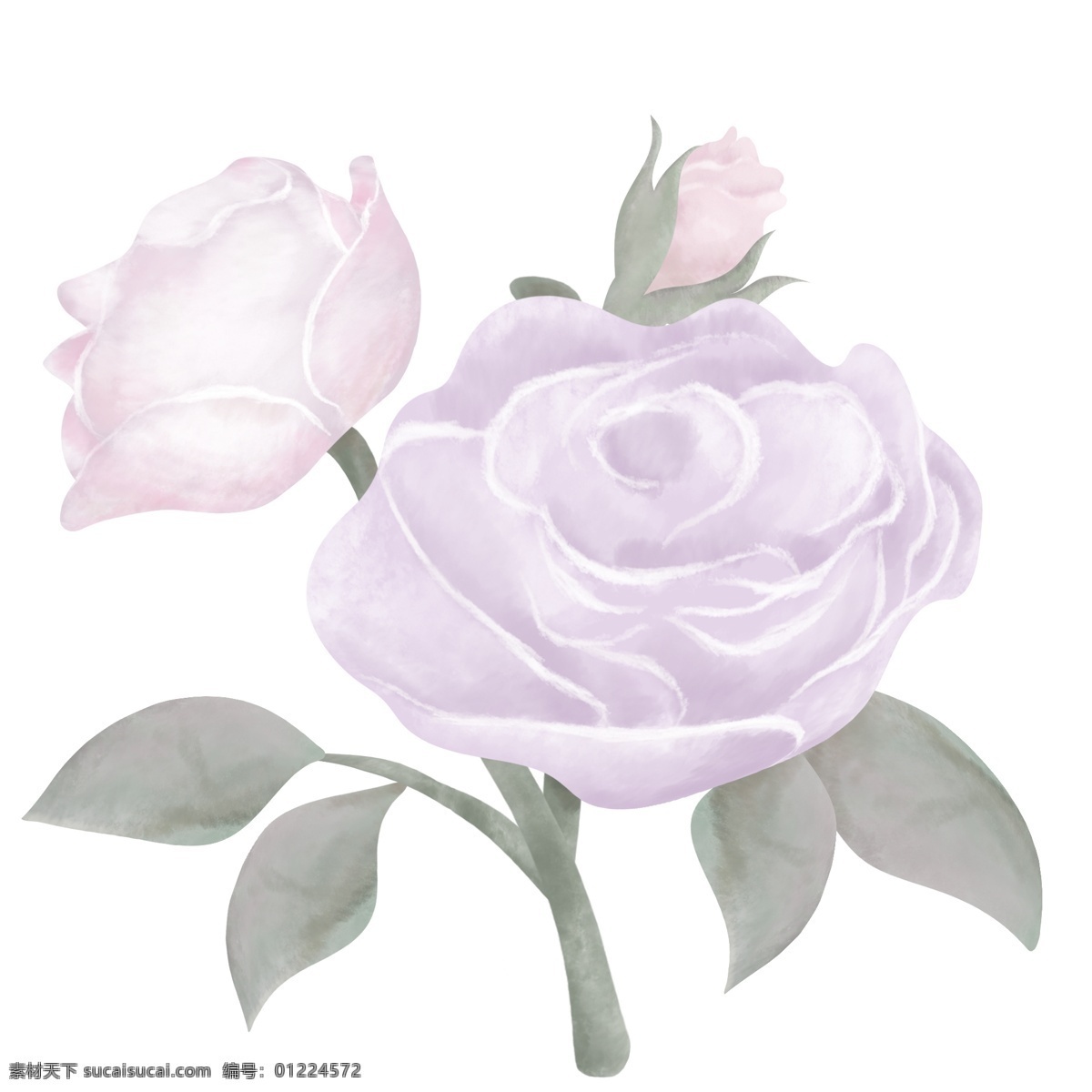 典雅 手绘 紫色 玫瑰花 花朵 植物 叶子 清新 玫瑰 优雅