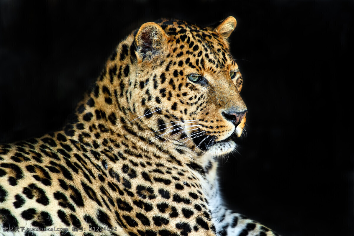 美洲豹 豹子特写 花豹 金钱豹 猎豹 非洲豹 动物 生物世界 野生动物