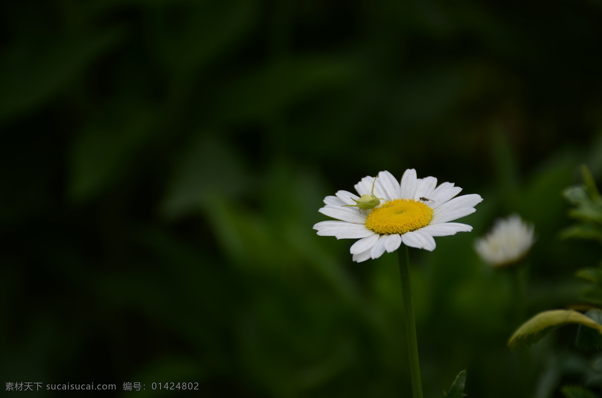 白色花朵 风景 花草 花朵 昆虫 摄影图库 生物世界 蜘蛛与蝇 蜘蛛 蝇 生态摄影 昆虫特写 花草特写