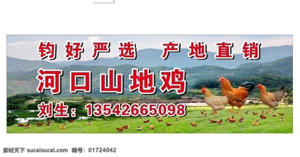 山地鸡图片 山地鸡 鸡 鸡素材 走地鸡 本地鸡 公鸡 母鸡 小鸡 鸡崽