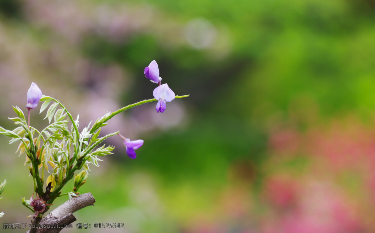紫藤花卉