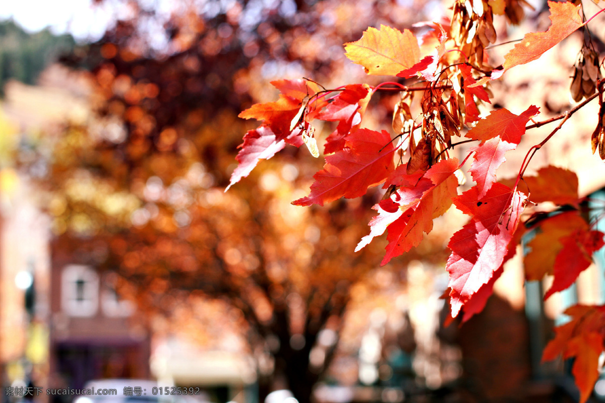 秋天枫叶摄影 秋天枫叶 红叶 黄叶 梧桐叶 秋天城市风景 秋季美景 美丽景色 风景摄影 自然风景 自然景观 红色
