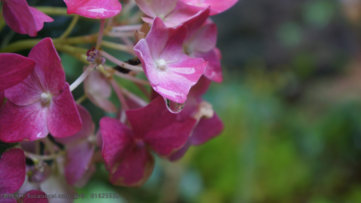 庭院 里 娇艳欲滴 花朵 花 露珠 雨滴 大光圈 普者黑 自然景观 田园风光