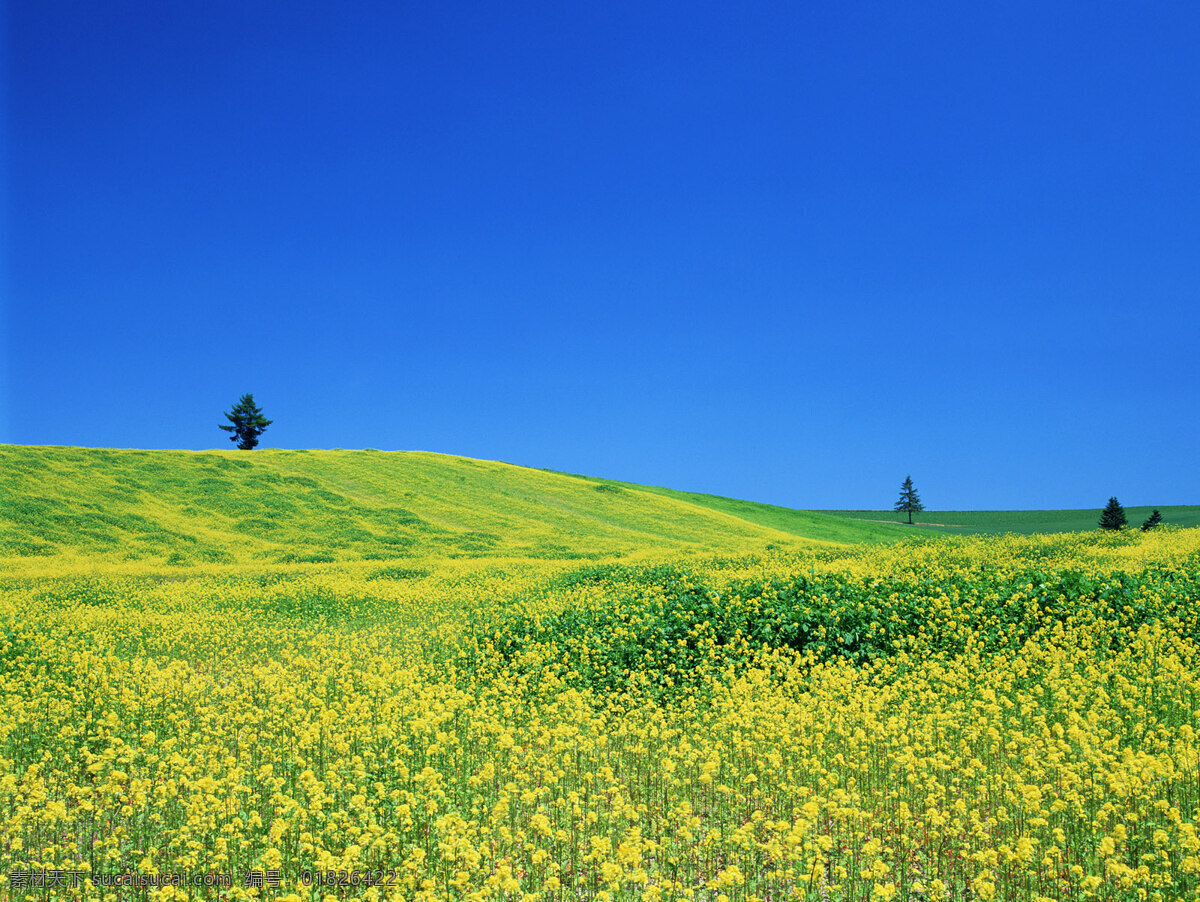 外野油菜花 春天 春天风景 稻谷 风景 风景背景 风景画 花瓣 花草 花朵 花卉 油菜花图片 野外 外野风景 野外风光图片 田野 田野风光 风景图片 油菜花海 油菜花风景 农村 农场 农田 农庄 农业 花藤 自然景观 自然风景 自然风光 自然景色 蓝天草地 蓝天白云 蓝天背景 蓝天绿地 生活 旅游餐饮