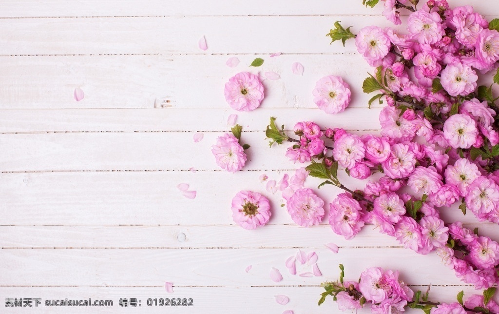 唯美 鲜花 高清 唯美鲜花 高清摄影图片 梦幻鲜花 文艺范 lomo风格 粉嫩 花卉 特写 生物世界 花草