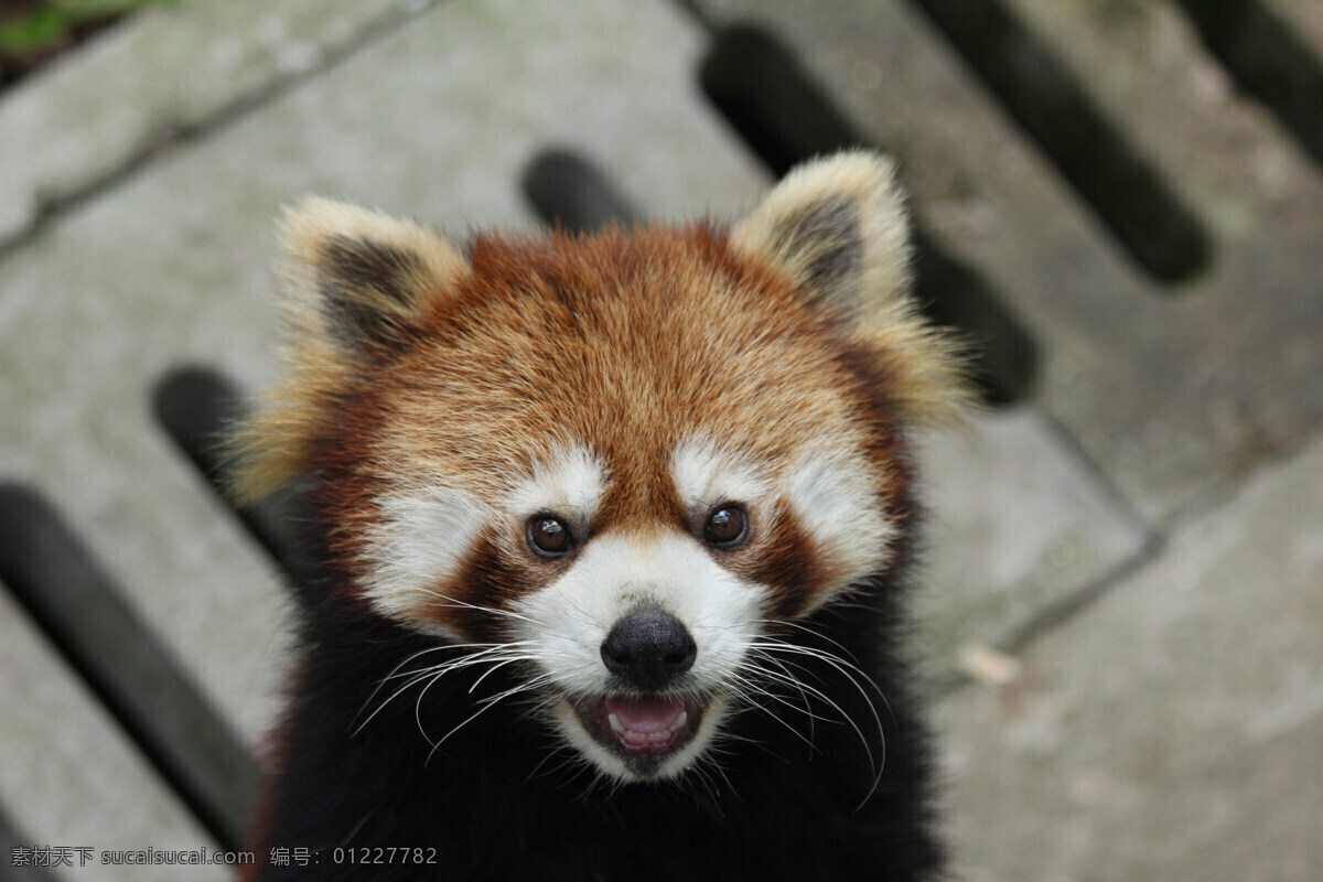浣熊 野外 动物 动物园 小熊猫 生物世界 野生动物