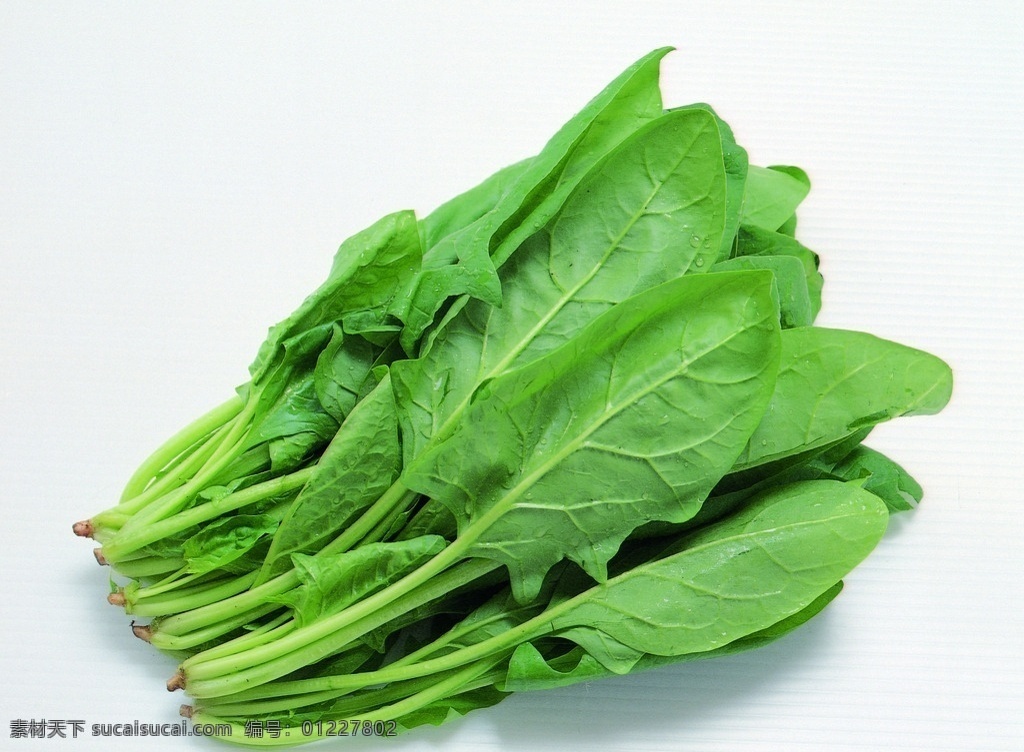小白菜 白菜 蔬菜 绿色蔬菜 农产品 蔬菜摄影 生物世界