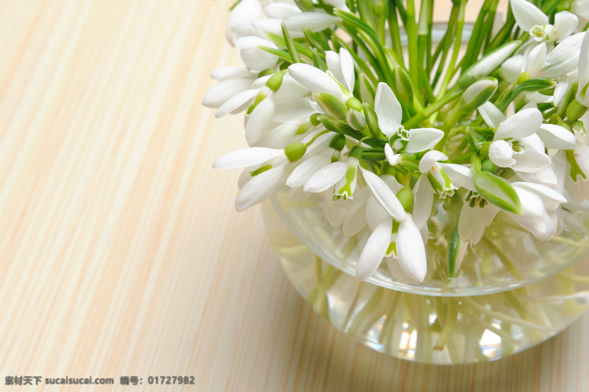 花瓶 里 鲜花 植物 春天 绽放 盛开 干净 花草树木 生物世界
