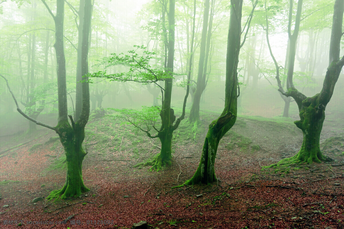 迷雾 小 树林 风景 高清 树林图片 树林风景 小树林 树木