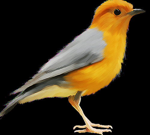 呆 萌 黄 灰色 小鸟 装饰 元素 动物 黄色小鸟 灰色小鸟 装饰元素