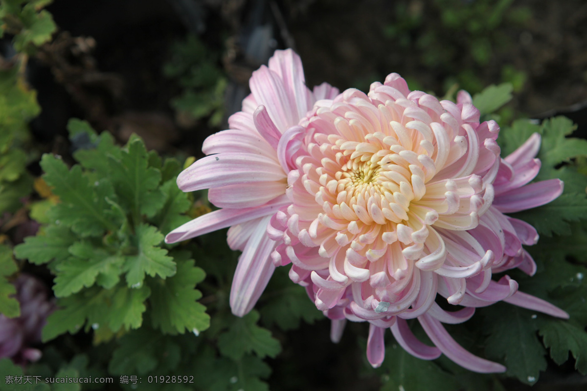 菊花摄影 花卉摄影 菊花 红色的花 绿叶 花草 生物世界