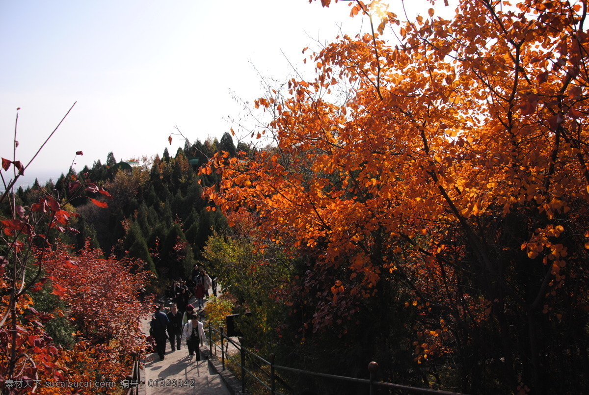 秋景免费下载 秋景 树林 树林背景 风景 生活 旅游餐饮