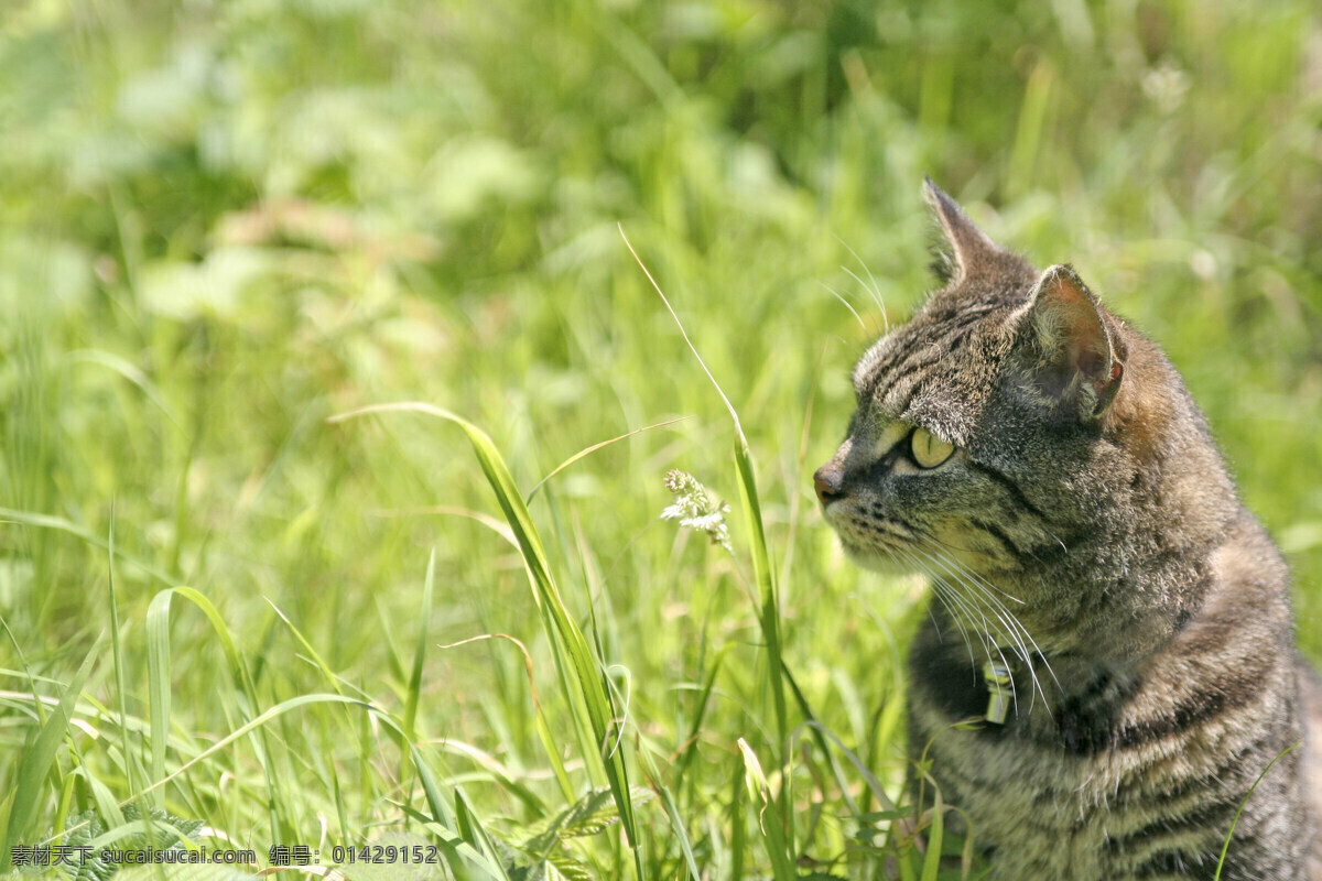 可爱 小猫 可爱小猫图片 小猫图片 猫咪 猫 cats 小猫图片大全 小动物 宠物 猫摄影图片 生物世界 高清图片 猫咪图片