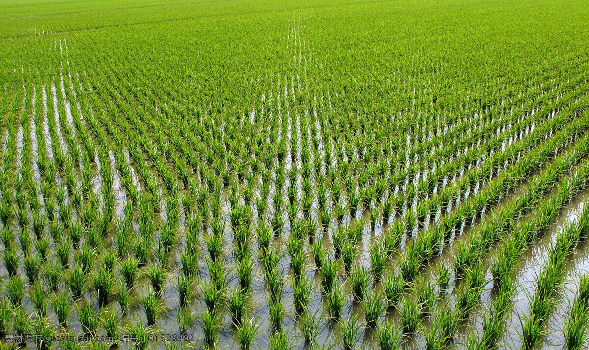 水稻田 水稻 秧苗 稻谷 农作物 农业 自然风景 旅游摄影