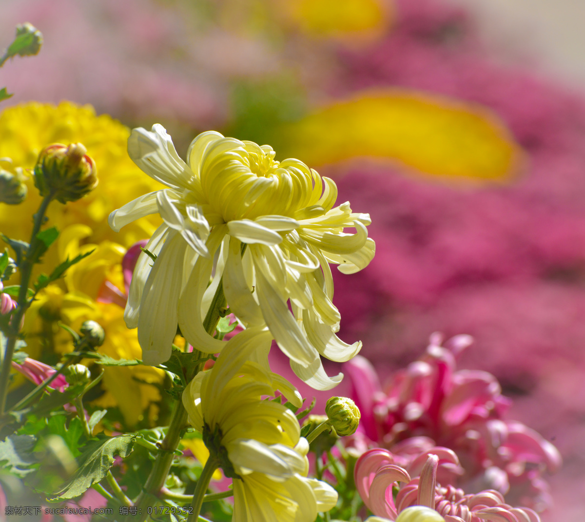 黄菊花 花径 绿叶 盛开 花朵 花蕾 粉花 菊花朵朵 生物世界 花草 黄色