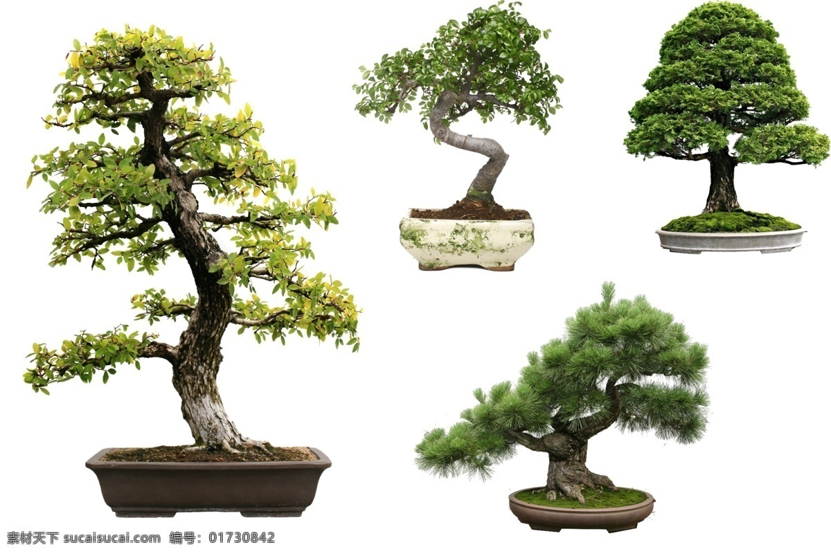 盆景 盆景合集 树木 白色