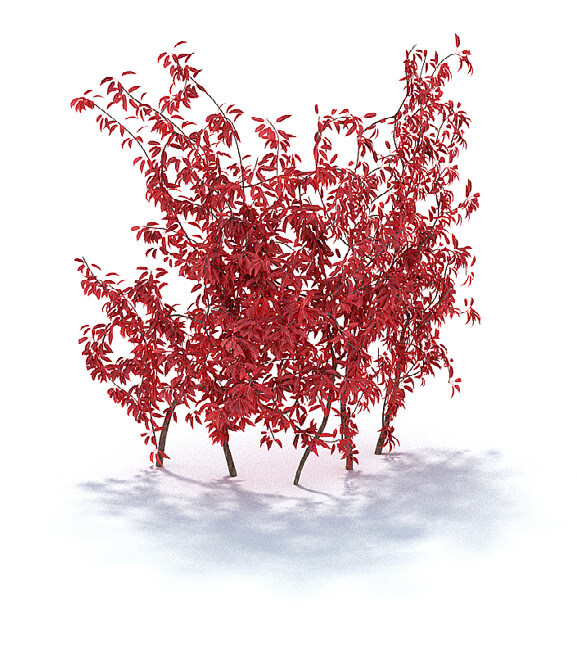 精美 红叶 李 植物 3d 模型 红色 3d模型 3d渲染 模型素材 红叶李