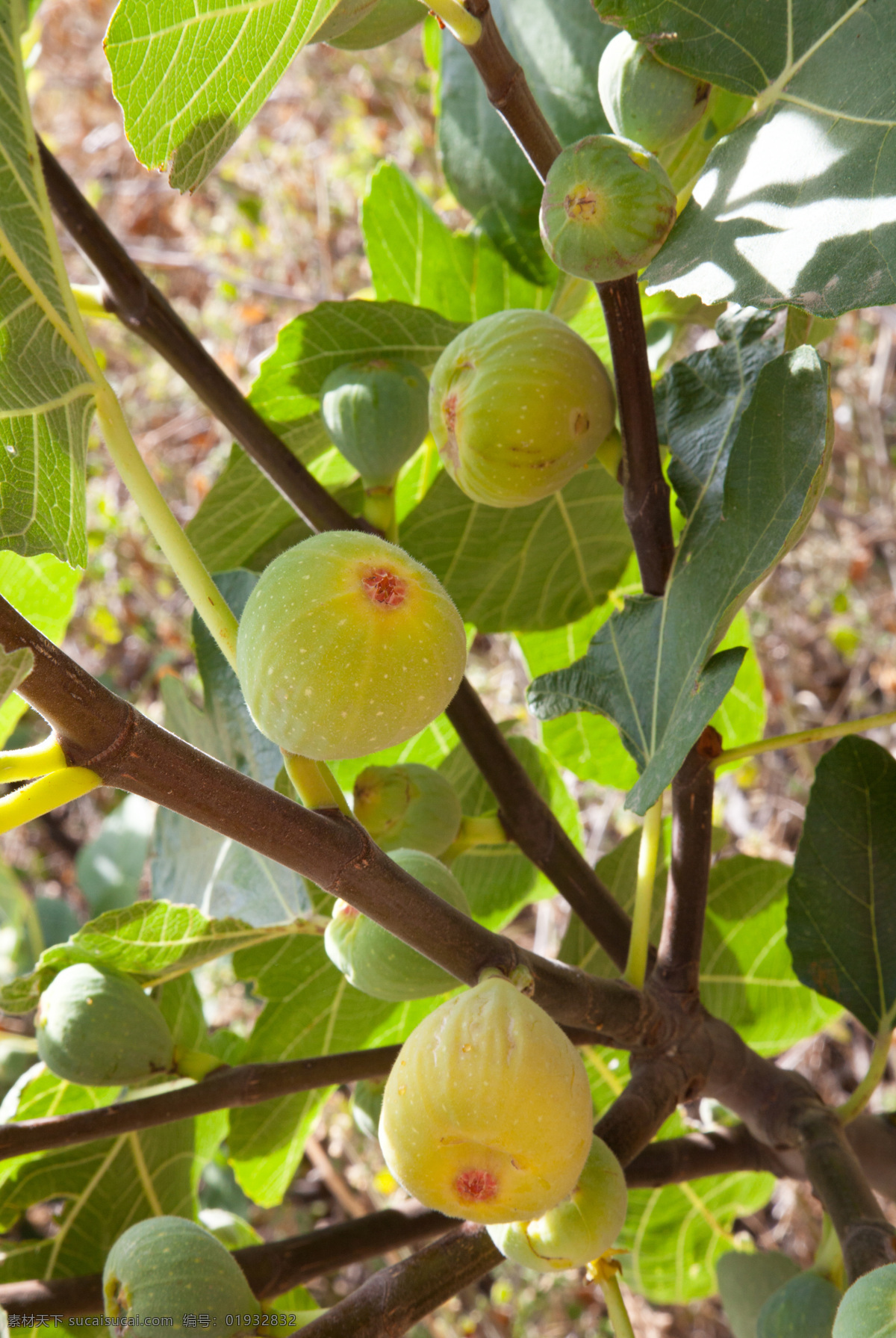 无花果 无花果树 种植 绿色 植物 生态水果 果园 水果 果实 果树 生物世界