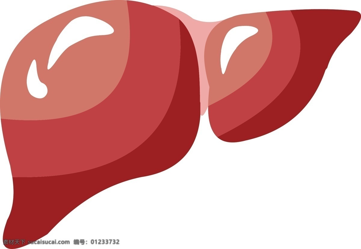 手绘 人体 器官 肝脏 矢量 免 抠 肝脏结构 肝 器官结构 手绘器官 人体器官 矢量器官 器官图 五脏六腑 脏器 卡通器官