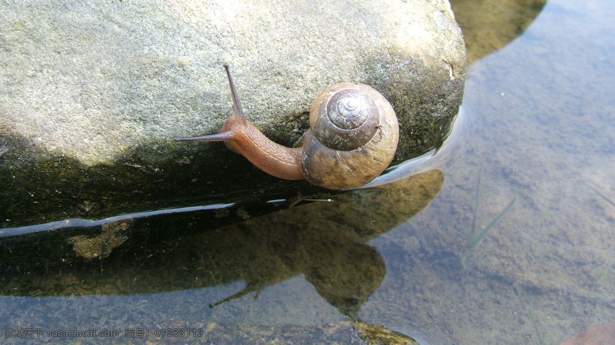 高清 蜗牛 昆虫 生物 生物世界 高清蜗牛