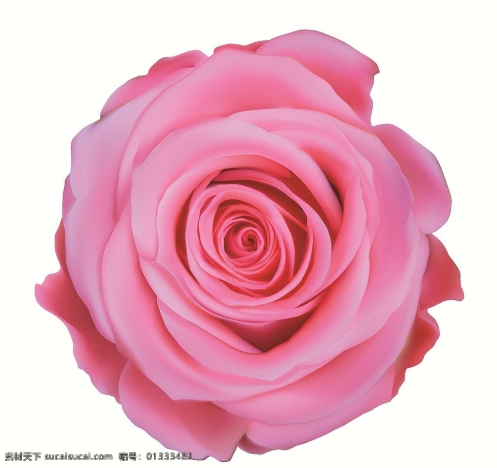 rose 玫瑰花 鲜花 花朵 红玫瑰 爱情 浪漫 鲜花设计 玫瑰花设计 玫瑰花背景 花草 生物世界