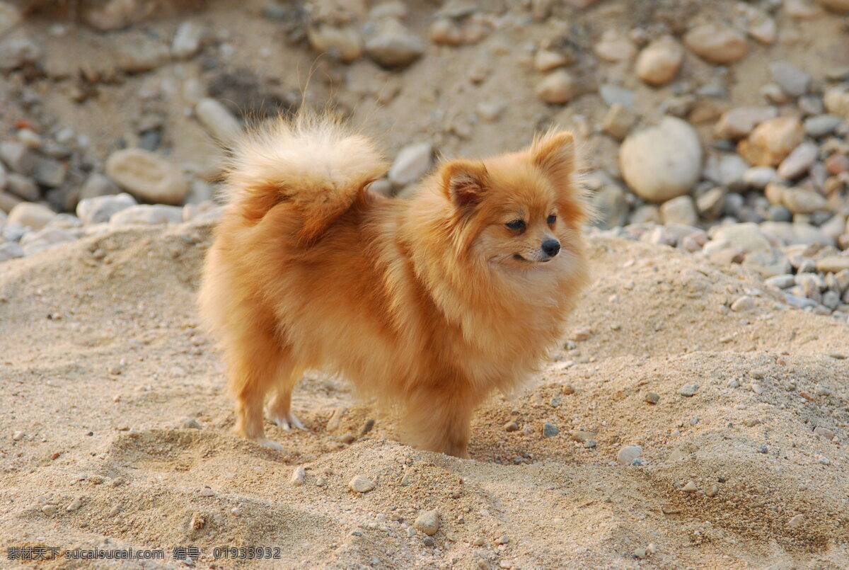 沙地 狐狸狗 博美犬 狗狗 可爱 小狗