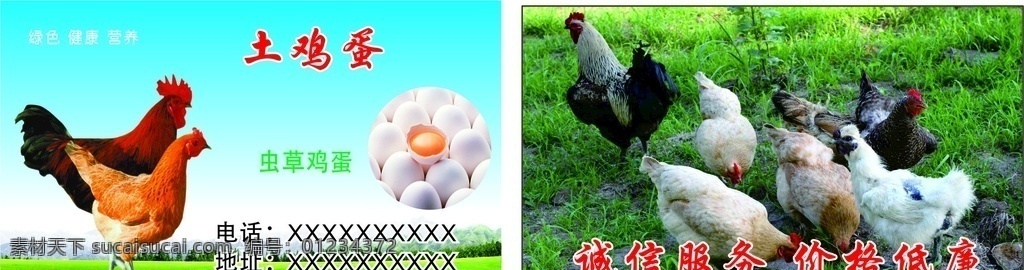 土鸡蛋名片 土鸡蛋 名片 鸡 成群的鸡 蓝天 草地 名片卡片