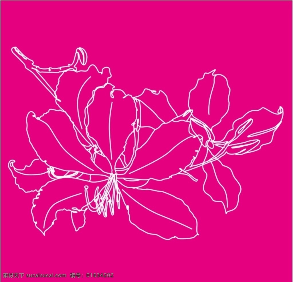 紫荆花 手绘 矢量 线描 花卉 文化艺术 绘画书法