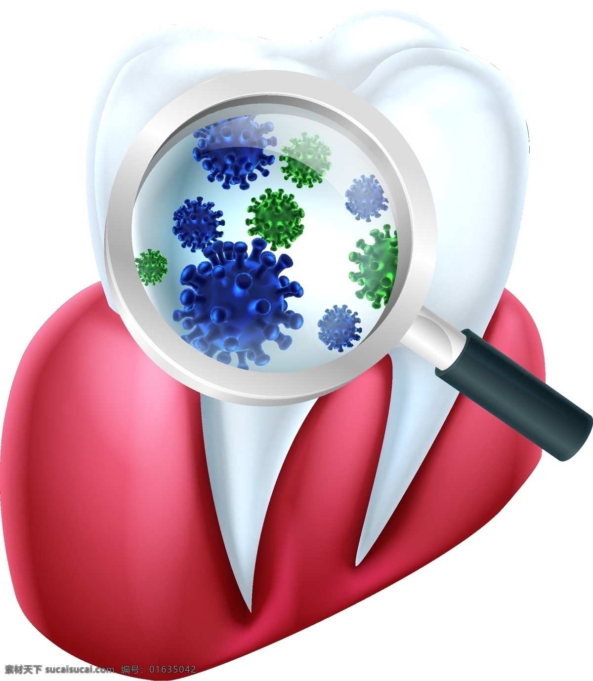 牙龈 牙齿 上 细菌 矢量 洁白的牙齿 牙齿模型 放大镜 立体牙齿 牙龈模型 现代科技 医疗护理