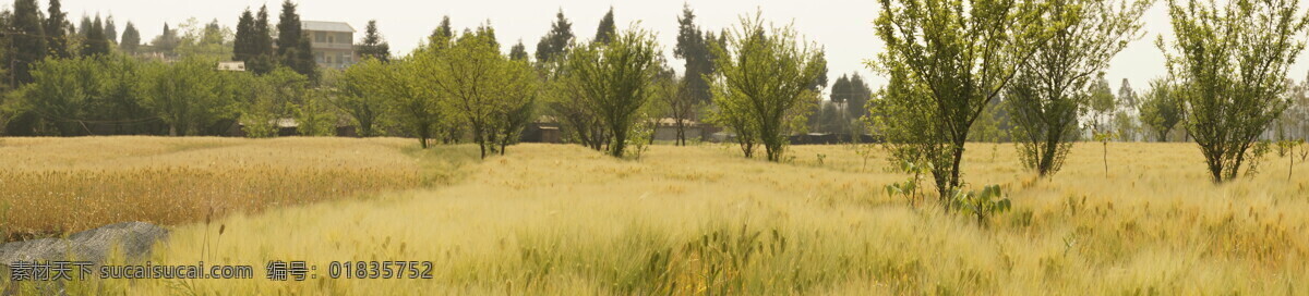麦地风光 麦田 小麦 绿色 风光 风景 田地 风光摄影 自然风景 自然景观 黄色