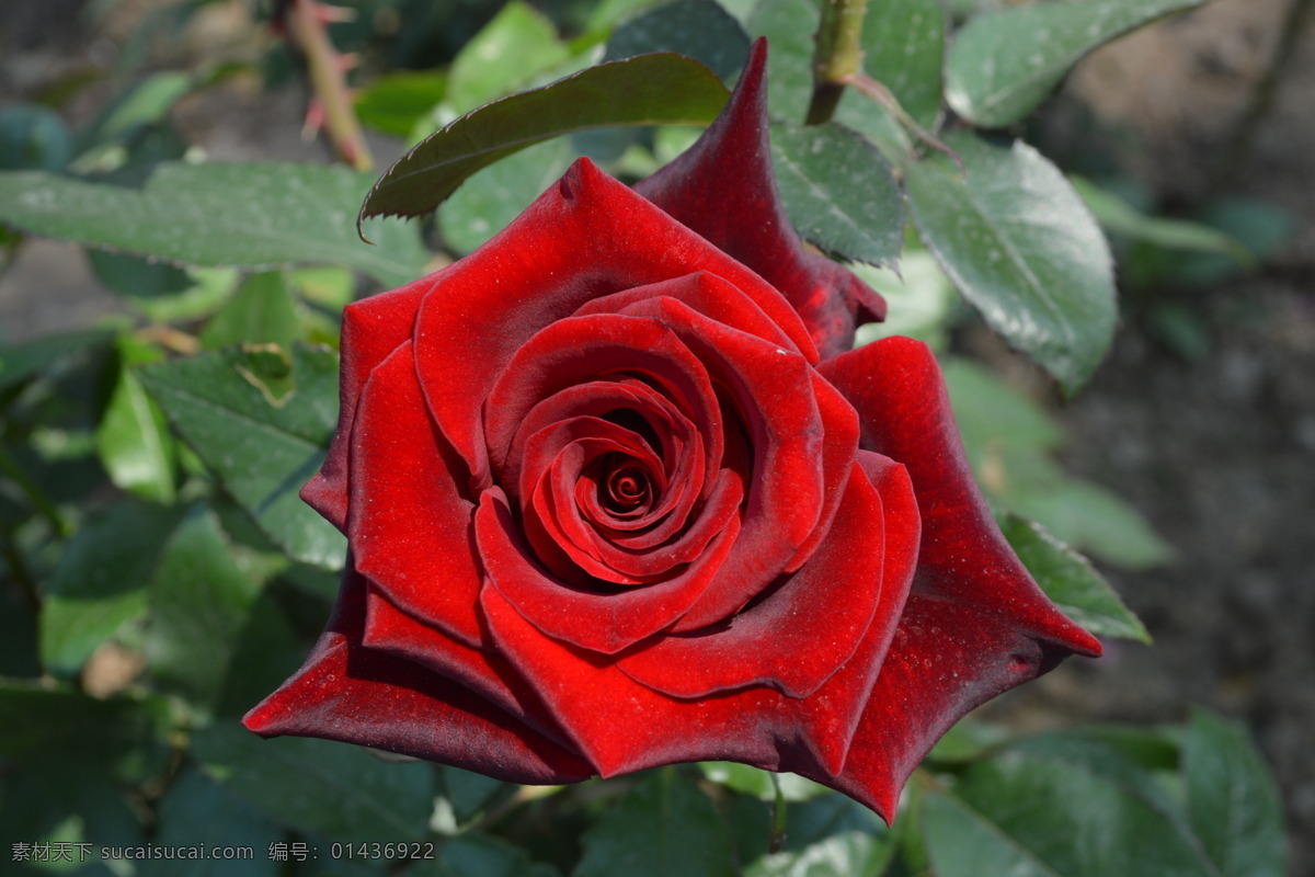 红色玫瑰花 玫瑰花 红玫瑰 玫瑰素材 玫瑰图片 玫瑰 生物世界 花草